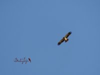 2015.03.24 Booted Eagle.JPG