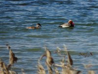 2015.03.24 Red-crested Pochard.JPG