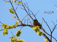 2015.03.27 Cirl Bunting.JPG