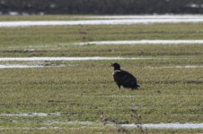 2015_02_17 (6)_White-tailed_Sea_Eagle (800x533).jpg