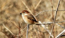 Bull-headed Shrike.jpg