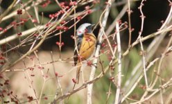 Daurian Redstart.jpg