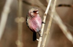 Long-tailed Rosefinch.jpg
