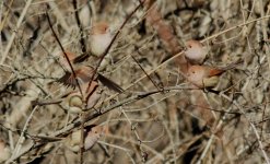 Vinous-throated Parrotbill.jpg