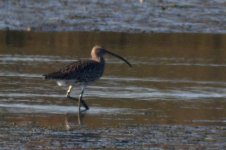 curlew.jpg