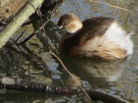 LittleGrebe WMP.jpg