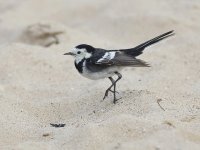 Pied Wagtail _G9A6034.JPG