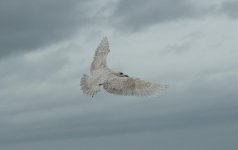 Iceland Gull.jpg