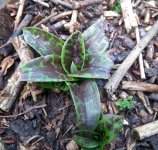 early purple orchid rosette stockbury 200115xxx.jpg