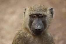 baboon face.JPG