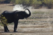 elephant dust bath.JPG