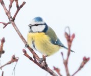 Blue tit 100% crop.jpg