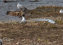 Med Gull.jpg