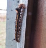 mikes catapilar IMG_1804.jpg