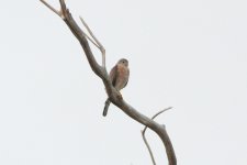 b3 Accipiter prob. gularis (Japanese Sparrowhawk) check 2393 Cambodia, Koh Rong Island.JPG