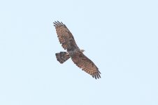 b5 Nisaetus prob. nipalensis (Mountain Hawk-eagle) check 3030 Thailand, Soppong.JPG