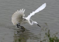 little egret land D810 300mm_DSC8181.jpg