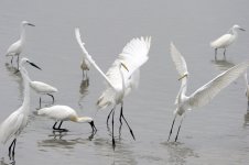 egrets breed MP D3s 300mm_DSC8396.jpg