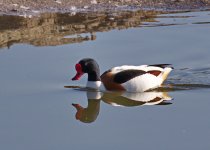 Shelduck 1.jpg