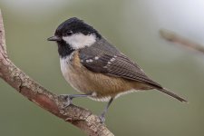 014 Coal Tit 1 web.jpg