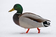 11 Mallard 1.jpg