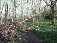 4. fallen tree across path NMDSCF6156.jpg