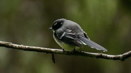 Grey fantail.jpg