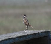 150328_MLKJRS_SongSparrow_03.jpg