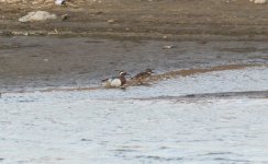 Garganey.jpg