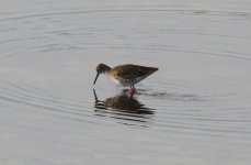 Common Redshank.jpg