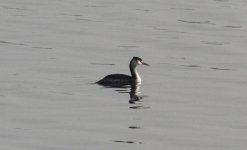 Great Crested Grebe.jpg