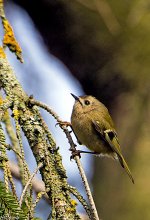 Goldcrest (1 of 1)-4a.jpg