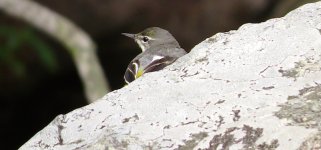 IMG_0931 Grey Wagtail @ Pui O.JPG