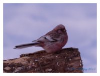 Wuerqihan%20Taiga%20-%20Long%20Tailed%20Rosefinch%20%231-XL.jpg