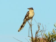 Great Spotted Cuckoo.JPG