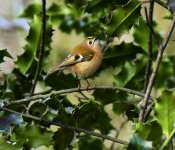 A Goldcrest. 2..jpg