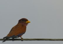 bbilled roller.JPG