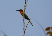 red thr bee-eater.JPG