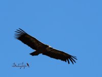 2015.03.31 Griffon Vulture.JPG