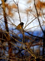 Red-flanked Bluetail.JPG