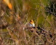 Yellow-throated Bunting.JPG