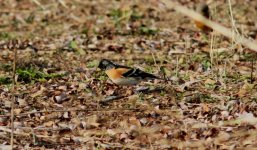 Brambling.jpg