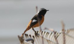 Daurian Redstart.jpg