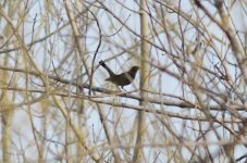 Eurasian Blackbird.jpg