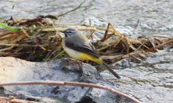 Grey Wagtail.jpg