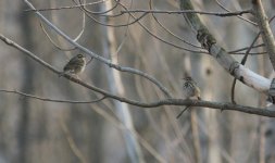 Olive-backed Pipit.jpg