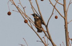 White-cheeked Starling.jpg