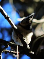 2015.01.28 Crested Tit.jpg