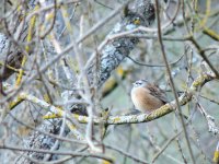 2015.01.28 Rock Bunting.JPG