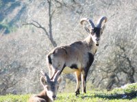 2015.01.28 Spanish Ibex.JPG